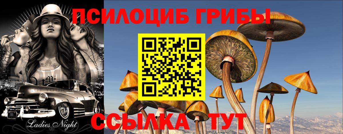 Галлюциногенные грибы Psilocybe Дмитров